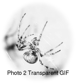 Photo of a spider. Converted to transparent GIF by command line tool Transparency.
